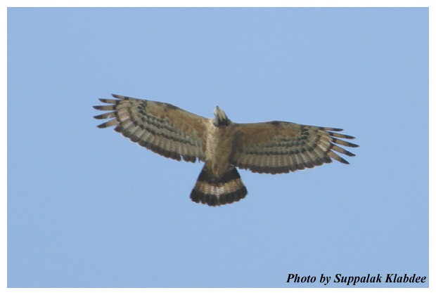 東方蜂鷹 - ML379551451