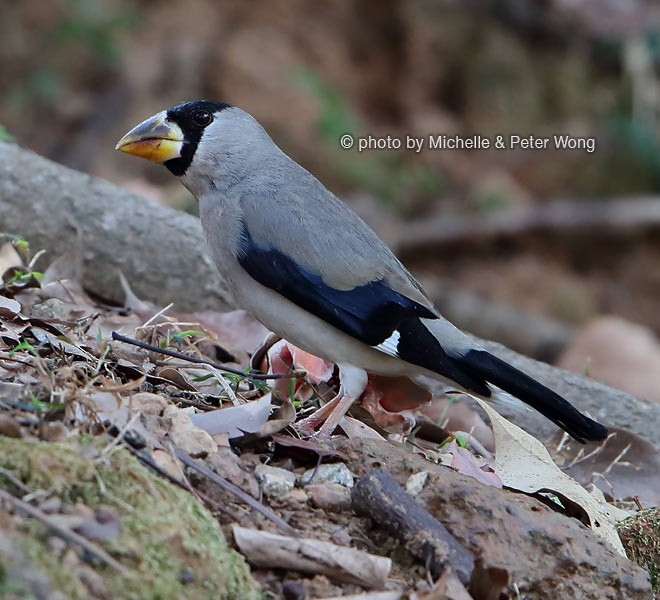 Japanese Grosbeak - ML379551461