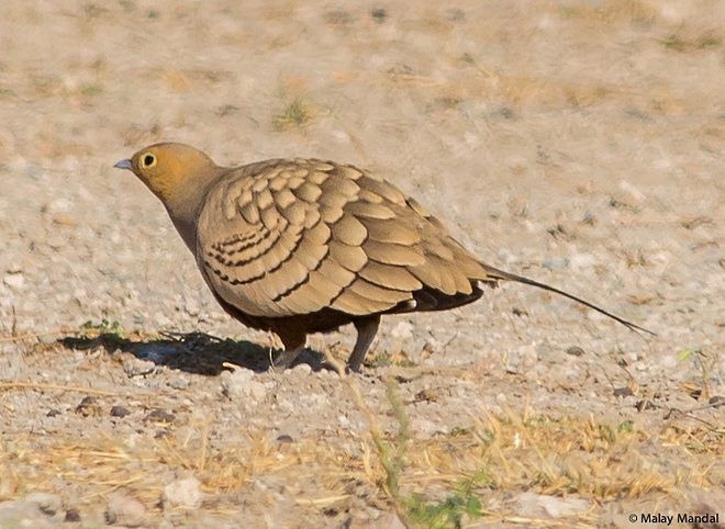 קטה שחומת-גחון (הודית) - ML379551701