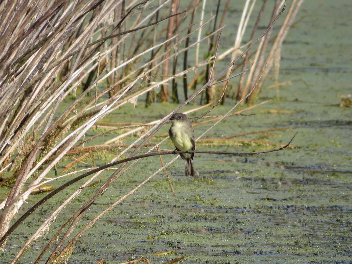 Eastern Phoebe - ML37955181