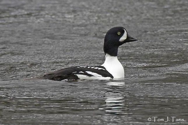 Barrow's Goldeneye - ML379552071