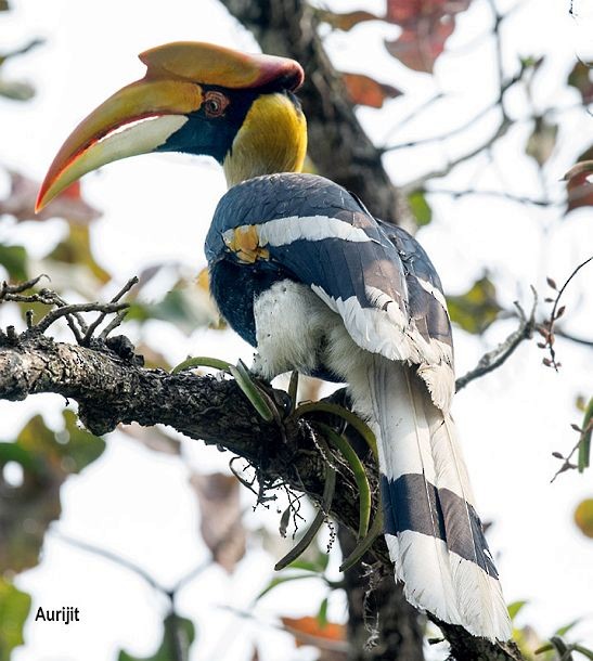 Great Hornbill - Aurijit Kar Bhowmik