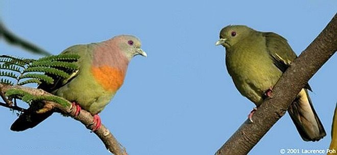 Pink-necked Green-Pigeon - ML379552151