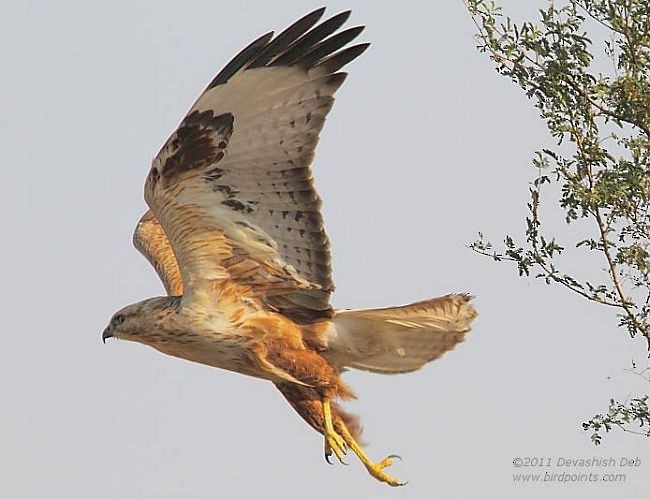 Long-legged Buzzard (Northern) - ML379552191