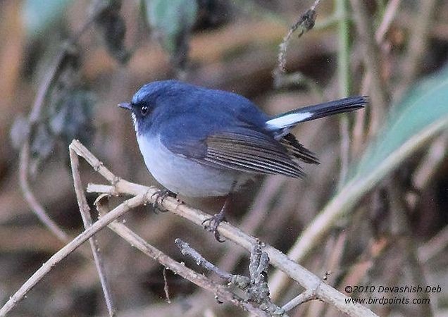 Slaty-blue Flycatcher - ML379552201