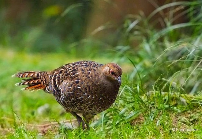 Mikado Pheasant - ML379553171