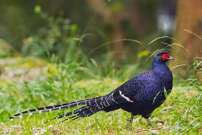 Mikado Pheasant - ML379553191