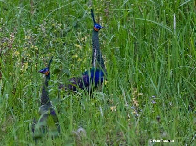 Green Peafowl - ML379553261