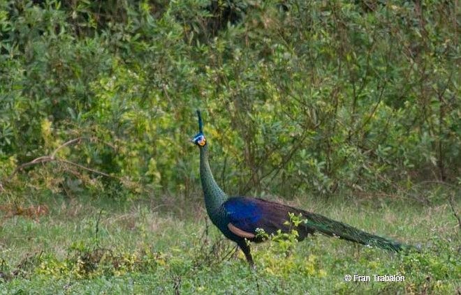Green Peafowl - ML379553271