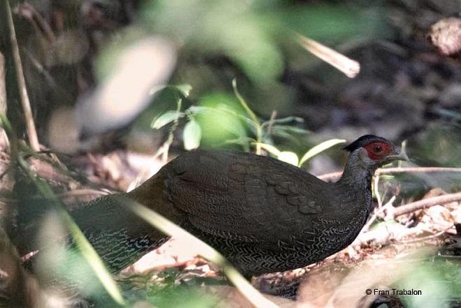 Silver Pheasant - ML379553321