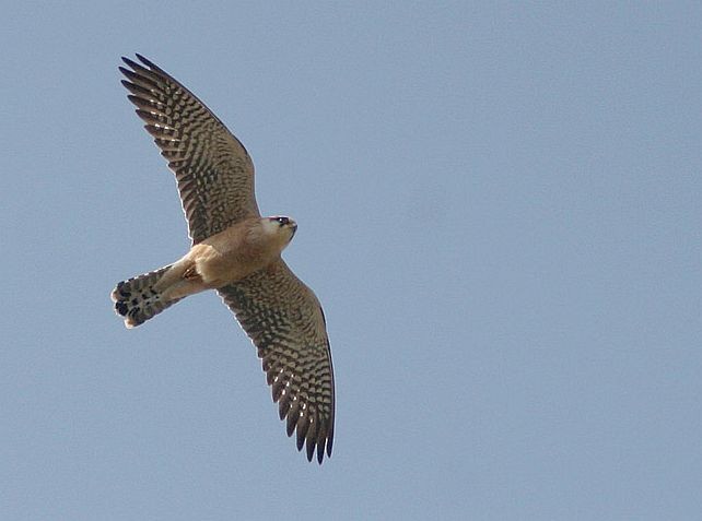 Red-footed Falcon - ML379553471