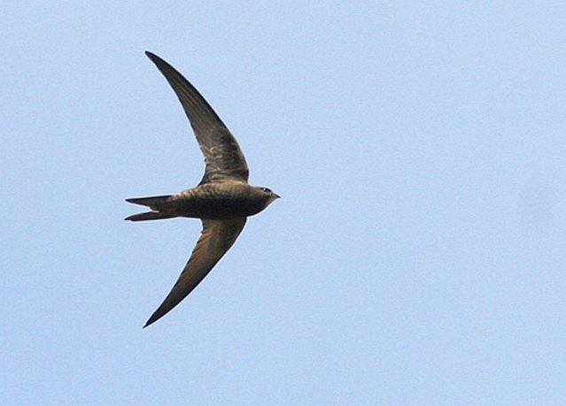 Common Swift - Klaus Malling Olsen