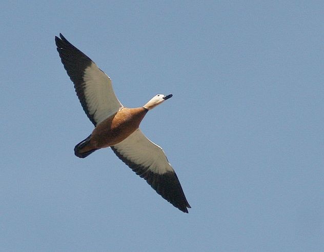 Ruddy Shelduck - ML379553531