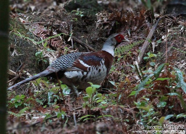 Elliot's Pheasant - ML379553551
