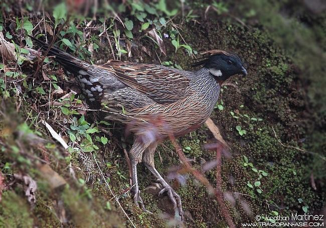 Koklass Pheasant - ML379553581