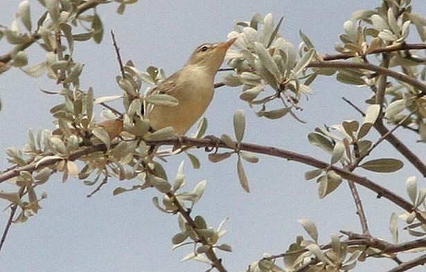 Eastern Olivaceous Warbler - ML379553591