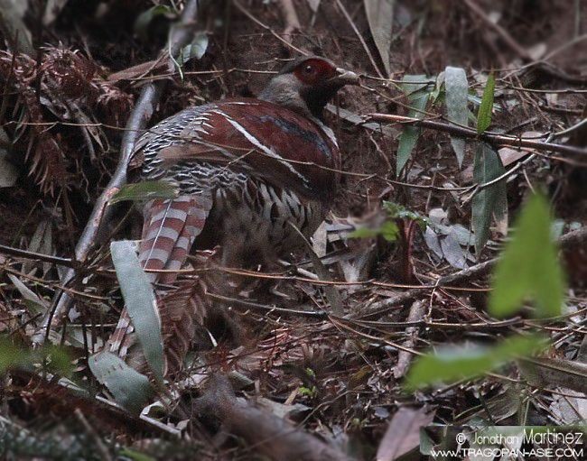 Elliot's Pheasant - ML379553611