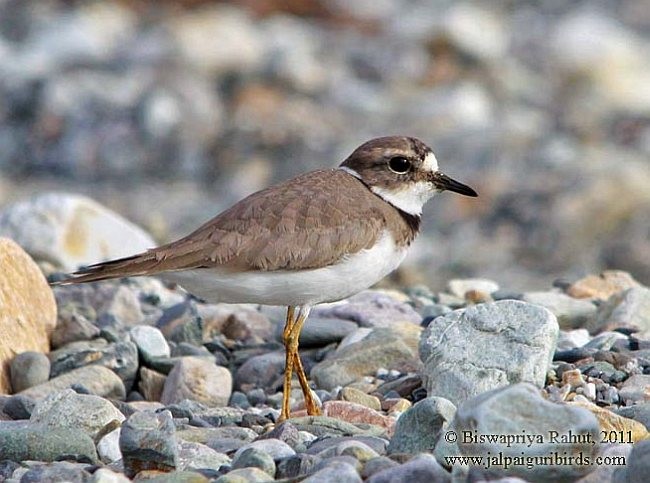 イカルチドリ - ML379553861