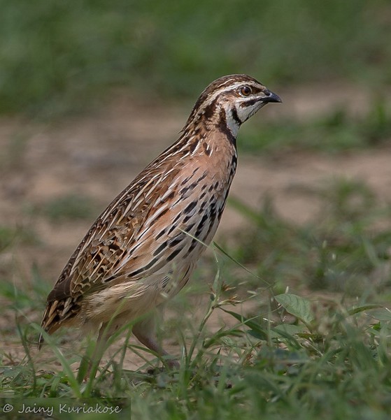 Rain Quail - ML379554081