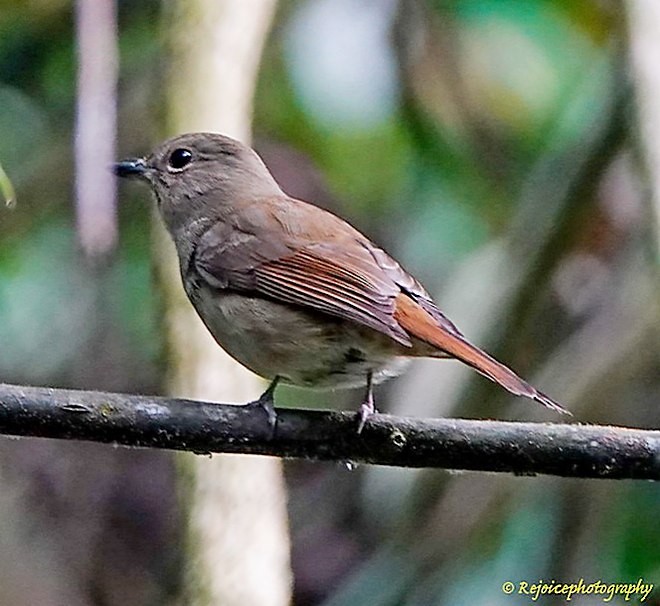 Pale Blue Flycatcher (Unicolored) - ML379554141