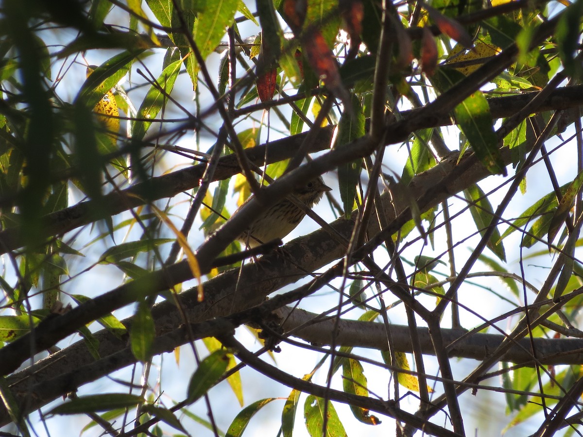 Lincoln's Sparrow - ML37955421