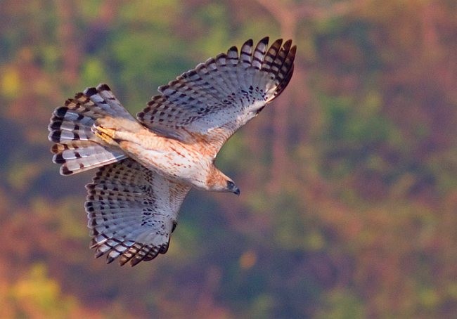 Changeable Hawk-Eagle (Crested) - ML379554281