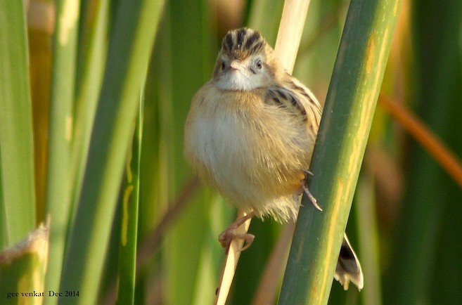 Zitting Cisticola (Western) - Geetha  Venkataraman