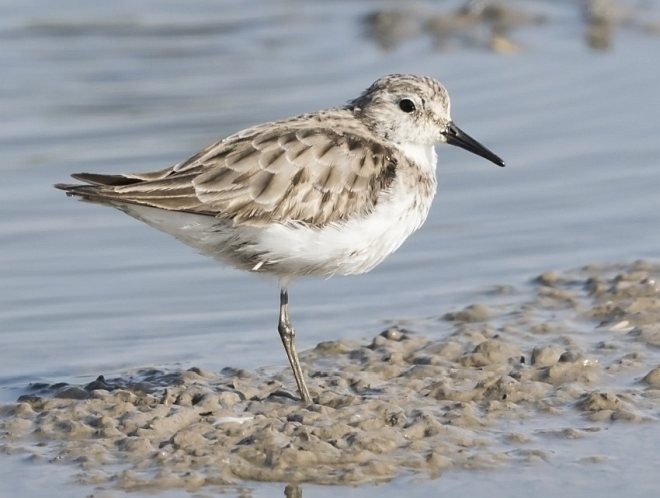 Bécasseau sanderling - ML379554811