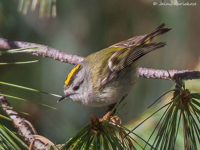 Goldcrest (Asian) - ML379555071