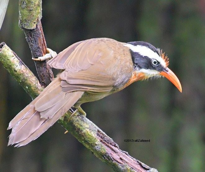 Black-crowned Scimitar-Babbler - ML379555901