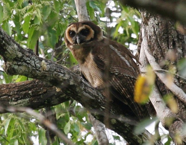 Brown Wood-Owl (Brown) - ML379556001