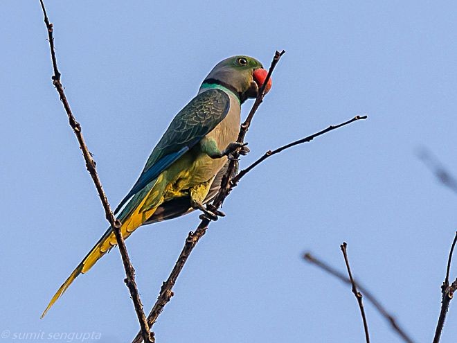 Malabar Parakeet - ML379556181