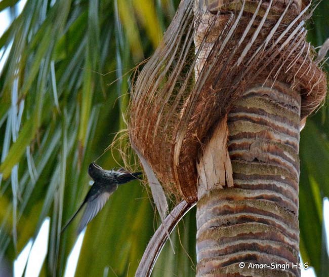 Plume-toed Swiftlet - Amar-Singh HSS