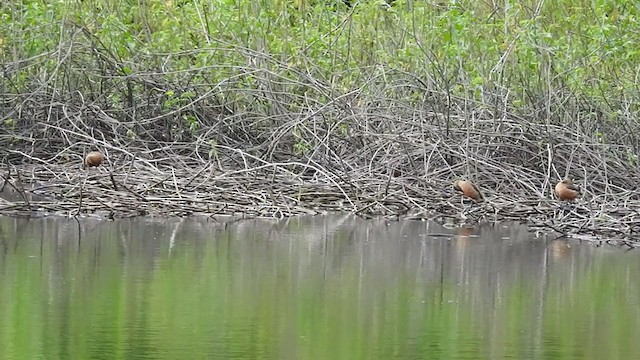 Lesser Whistling-Duck - ML379556561