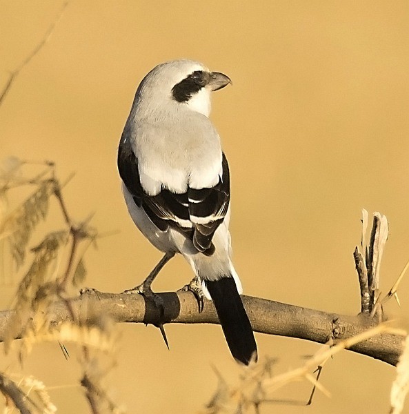 Great Gray Shrike (Indian) - jaysukh parekh Suman