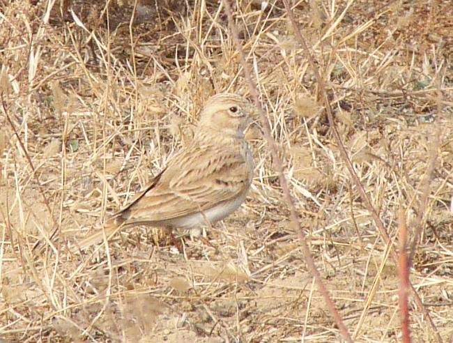 Asian Short-toed Lark - ML379557121