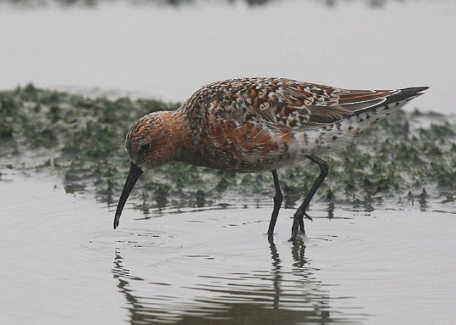 Curlew Sandpiper - ML379557211