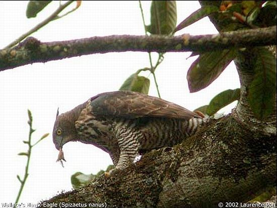 Wallace's Hawk-Eagle - ML379557611