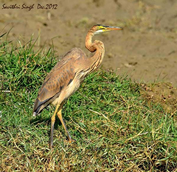 Purple Heron (Purple) - ML379557891