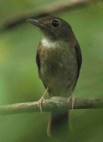 Nicobar Jungle Flycatcher - ML379557911