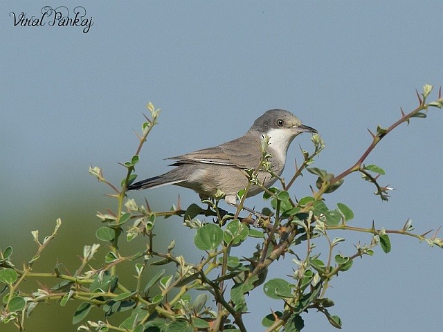 Eastern Orphean Warbler - Pankaj Maheria