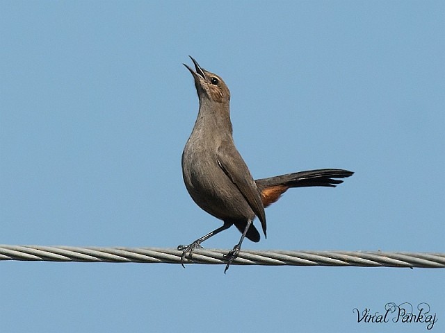 Indian Robin - Pankaj Maheria