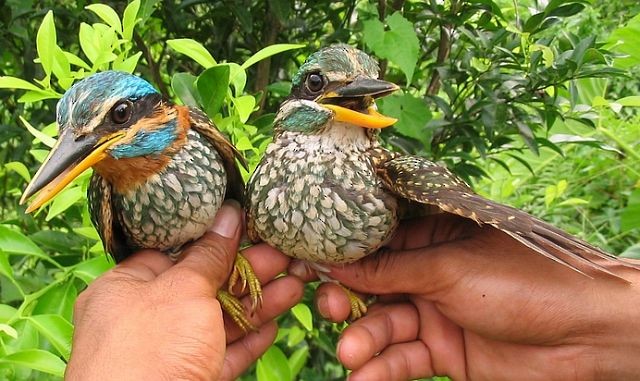 Spotted Kingfisher - ML379558841
