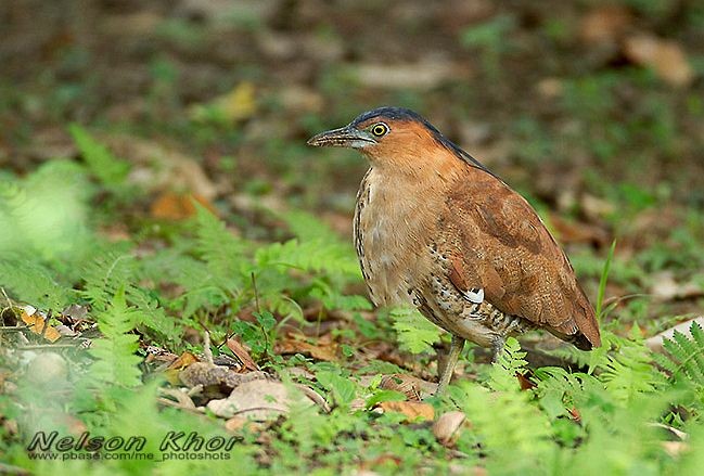 Malayan Night Heron - ML379559231