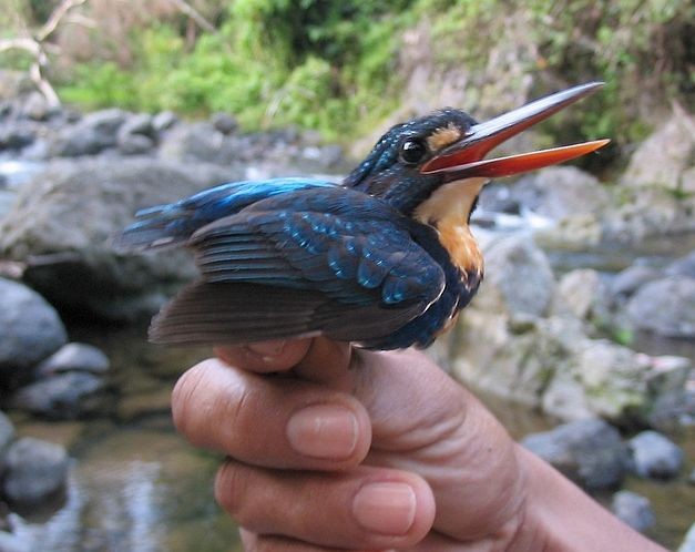 ledňáček luzonský (ssp. cyanopectus) - ML379559311