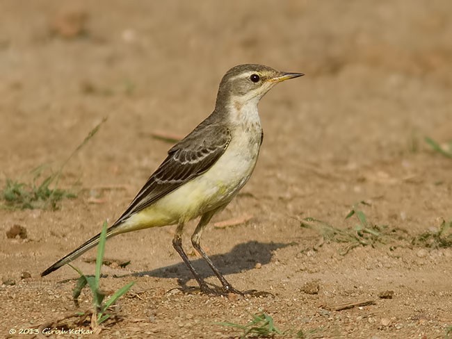 Өрнийн шар цэгцгий - ML379559331