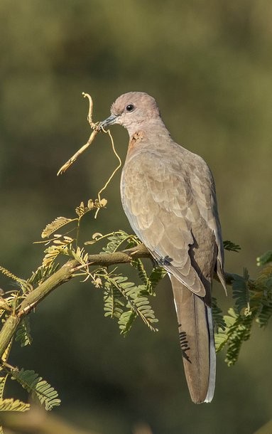 Tórtola Senegalesa - ML379559671