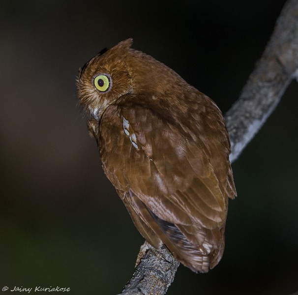 Oriental Scops-Owl - Jainy Kuriakose