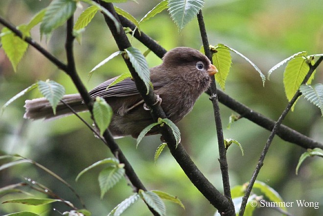 Three-toed Parrotbill - ML379560371