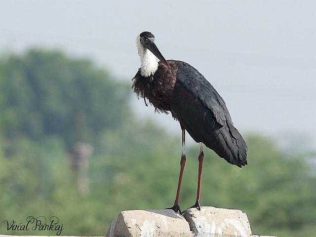 Asian Woolly-necked Stork - ML379560481